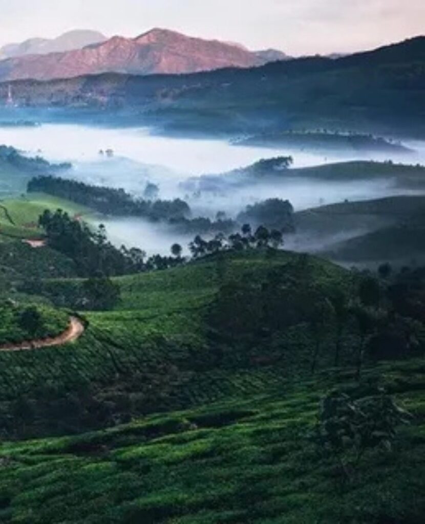 Munnar View