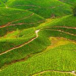 Munnar Holidays