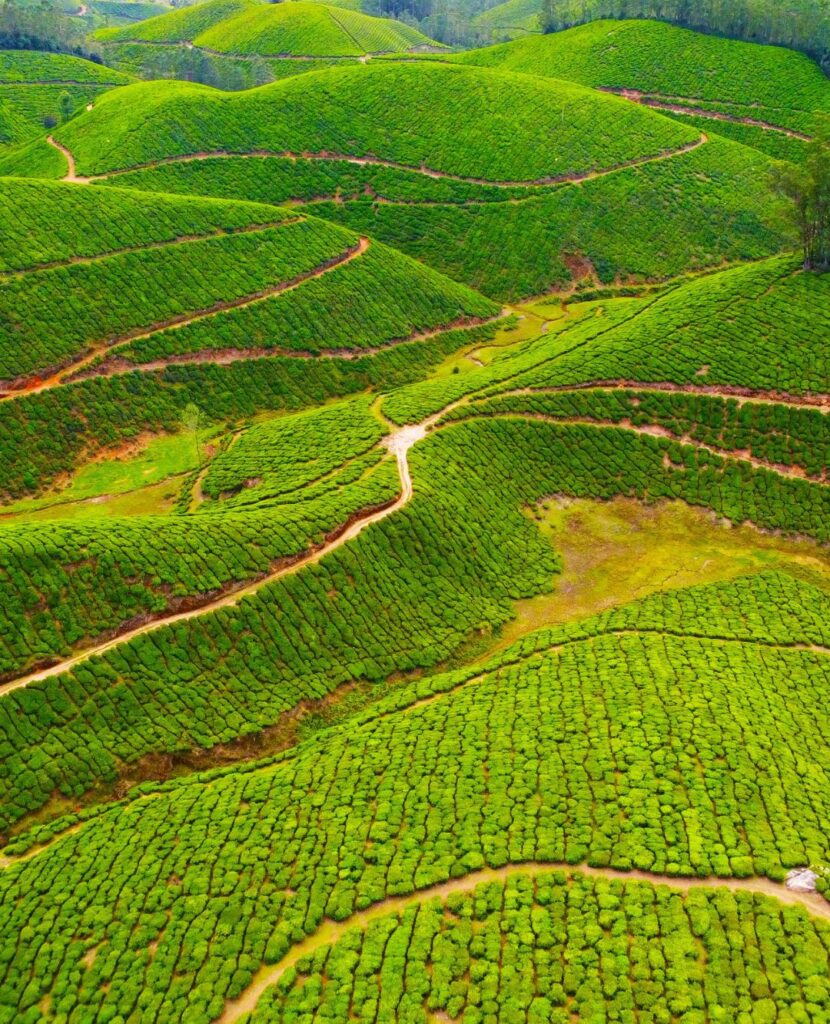 Munnar Holidays