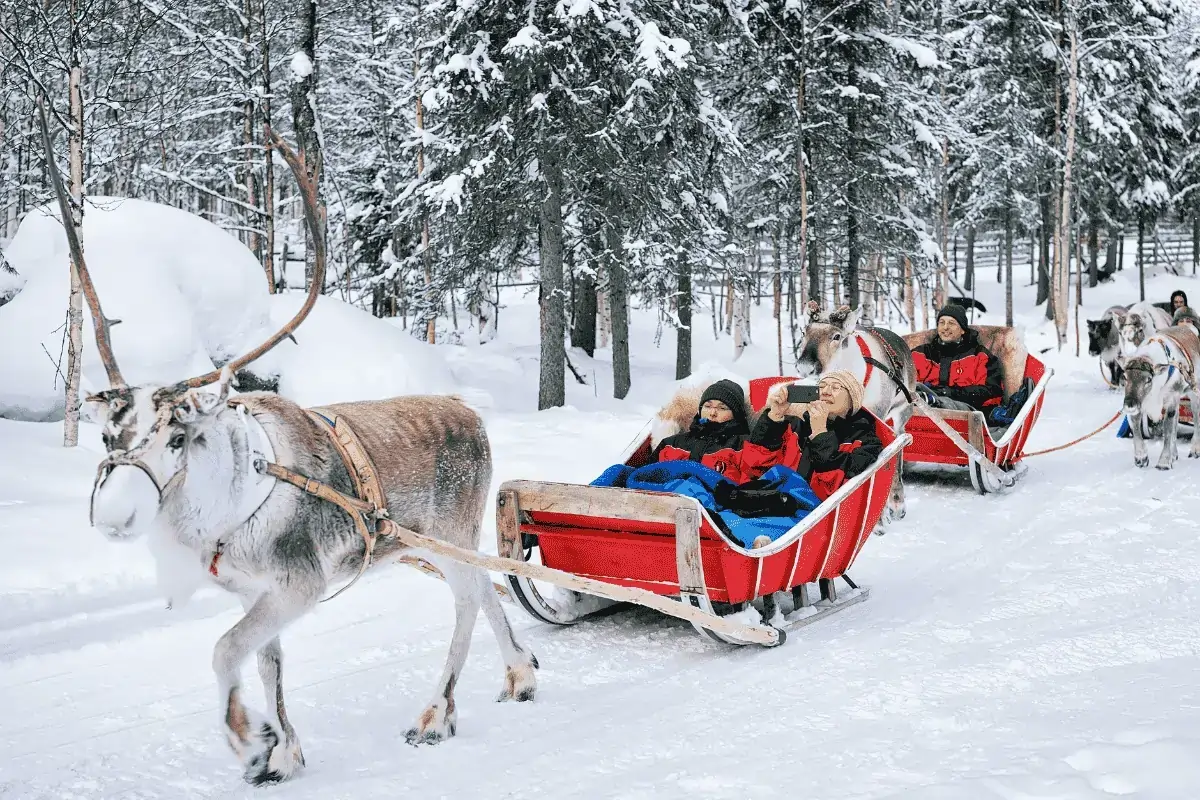 Reindeer safari Rovaniemi